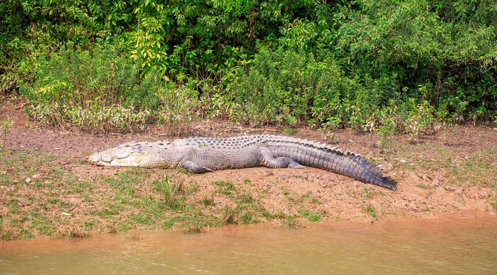 Bhitarkanika Wildlife Sanctuary